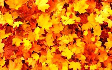 اگر فکر میکنی بینایی خوبی داری، ببینم می تونی در 7 ثانیه شبدر رو پیدا کنی یا نه؟