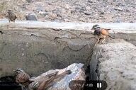 ثبت نخستین مشاهده پرنده زردپره راه‌راه در خراسان جنوبی 