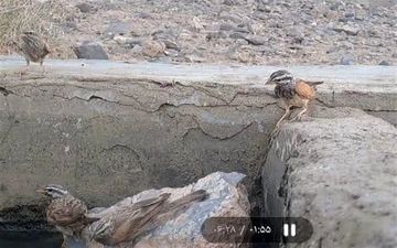 ثبت نخستین مشاهده پرنده زردپره راه‌راه در خراسان جنوبی 