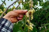 هشدار به شهروندان؛ مصرف توت درختان خیابانی ممنوع