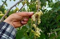 هشدار به شهروندان؛ مصرف توت درختان خیابانی ممنوع