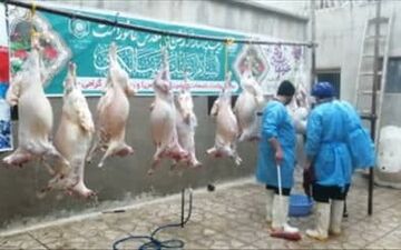 
ذبح ۱۲ راس گوسفند جهت توزیع میان خانواده های کم برخوردار در شب یلدا 