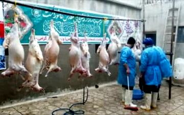 
ذبح ۱۲ راس گوسفند جهت توزیع میان خانواده های کم برخوردار در شب یلدا 