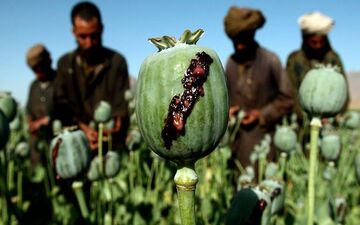 برای ترک اعتیاد به تریاک چه بخوریم؟