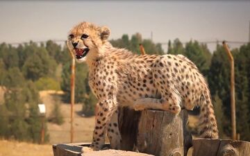  "پیروز" باید به توران منتقل شود تا جنگنده شود!