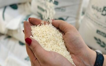 قیمت برنج هندی به شدت ارزان شد / کیسه ۱۰ کیلویی برنج هندی چند؟ 