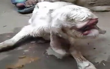 بزغاله‌ شبیه به انسان+فیلم