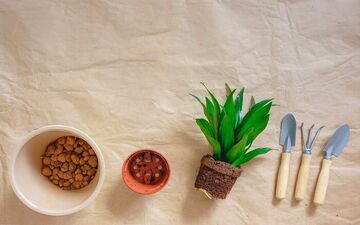 گلدان دراسنا رو چه زمان و چجوری عوض میکنن؟