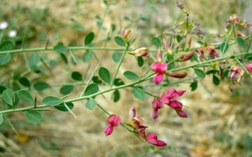 آشنایی با خواص دارویی ترنجبین