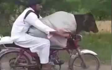 قاچاق گاو از هند به پاکستان با موتورسیکلت! 
