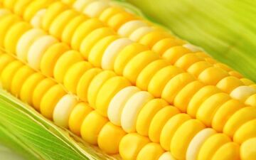 تبدیل ذرت‌های آلوده به الکل؛ممکن است؟