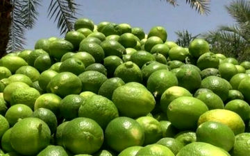 صادرات لیموشیرین، لیموترش و کش قیطانی تولید ماسک ممنوع شد
