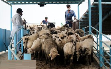 ترخیص ۱٣٨٠٠ رأس دام زنده رومانیایی از گمرک بندر امام