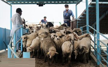 ترخیص ۱٣٨٠٠ رأس دام زنده رومانیایی از گمرک بندر امام
