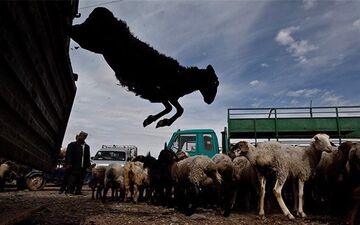  مقابله با قاچاق دام عشایر به کمک کارت هوشمند از ابتدای شهریور