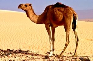 ویدئو / نجات شتر تشنه در دل بیابان؛ واکنش احساسی حیوان پس از نوشیدن آب