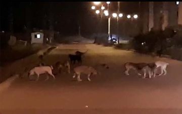 حمله سگ های ولگرد به بیش از900هرمزگانی