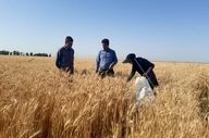 جایزه ۲۰ هزار تومانی گندم؛ پاسخ به مطالبات معوق کشاورزان