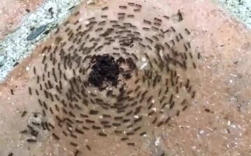 خودکشی دسته جمعی مورچه‌ها به شکلی عجیب+عکس
