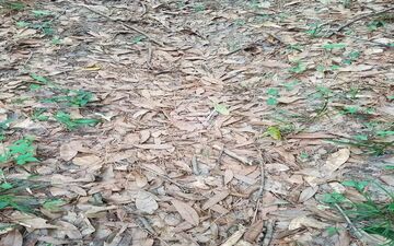 می خوای بدونی بینایی ات خوبه یا نه؟ مار پنهان در تصویر را پیدا کن