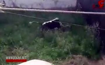  فرار گاو خشمگین پس از حمله به چند مرد+فیلم 