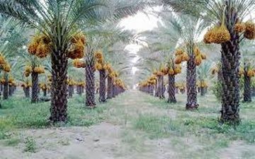 قیمت خرما در خوزستان تعیین شود/ نخلداران نگرانند