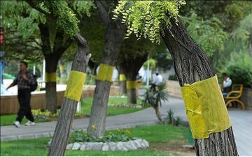 مگس‌های سفید، مهمان‌های ناخوانده پایتخت‌نشینان/ چگونه در برابر عسلک‌ها سلامت بمانیم؟