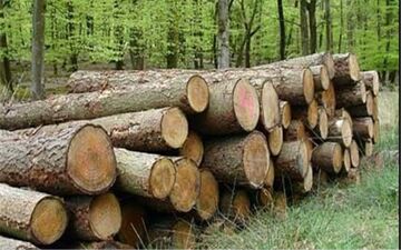 کشف 20 تن چوب قاچاق در اسلام آباد غرب 