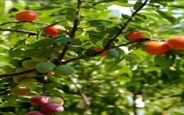 درختی شگفت انگیز با چند میوه + فیلم