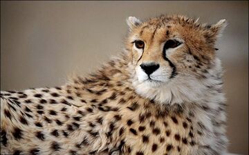 حمله یوزپلنگ به مرد 40 ساله قزوینی 