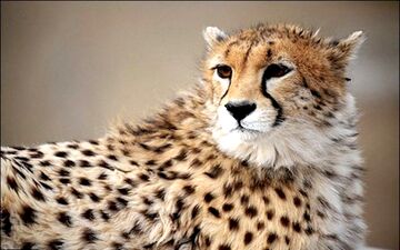 حمله یوزپلنگ به مرد 40 ساله قزوینی 