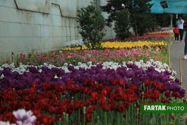 گزارش تصویری از پیاده راه لاله برای مادران 