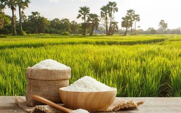 قیمت خرید توافقی برنج ندا و شیرودی اعلام شد 