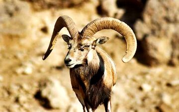 نجات یک قوچ وحشی از گاردریل +عکس