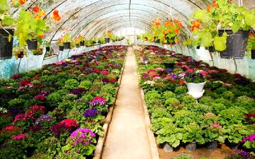 وسعت گلخانه های کشور به ۱۵ هزار هکتار رسیده است