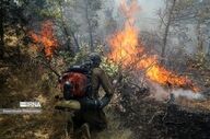 جنگلبانان، مدافعان طبیعت در خط مقدم