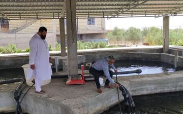توسعه آبزی‌پروری دانش‌بنیان در سیستان و بلوچستان؛ راهی برای مقابله با کم‌آبی