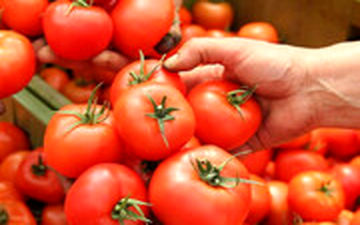  گوجه‌فرنگی‌شان را با التماس هم کیلویی 500 تومان نمی‌خرند!