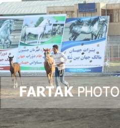  چهارمین جشنواره ملی زیبایی‌های اسب (تاق‌بستان)  جشنواره اسب اصیل کُرد