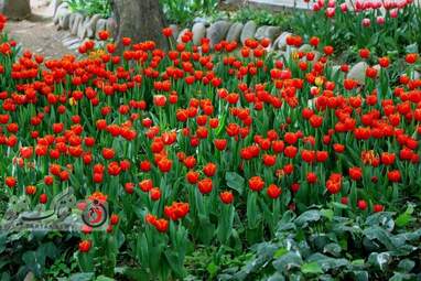  باغ ایرانی  بوستان  لاله های رنگین 