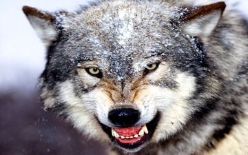 آیا گرگ‌ها می‌توانند صدای انسان‌ها را تشخیص دهند؟