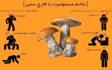 هر آنچه که باید درمورد قارچ های سمی بدانید