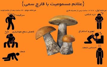 هر آنچه که باید درمورد قارچ های سمی بدانید