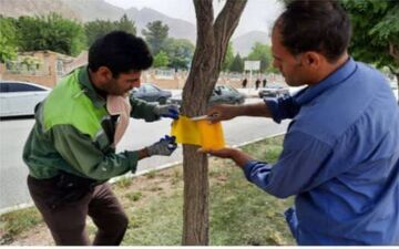 استفاده از تله رنگی به جای سموم شیمیایی در کنترل آفات درختان