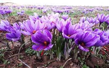 مظنه خرید زعفران در بازار + جدول قیمت 