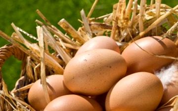 در سفر تخم مرغ محلی نخریم؟