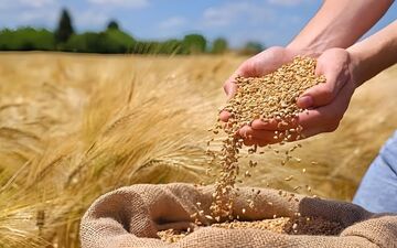 پیش‌بینی برداشت بیش از ۳ هزار تن گندم از مزارع خوانسار