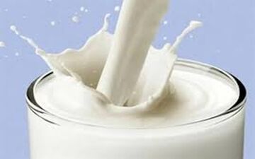 این نوع شیر برای سلامت استخوانها بهتر است!