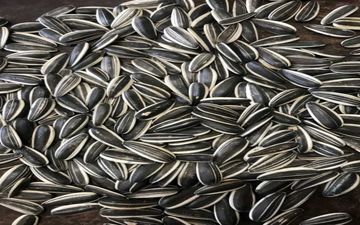 آشنایی با مضرات و فواید تخمه 
